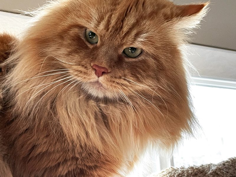 Close-up of a red Siberian cat from ALASKASIBCAT with green eyes and a full ruff, looking at the camera